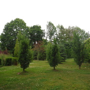 22nd Jun 2021 - Trees in a Pretty Little Park