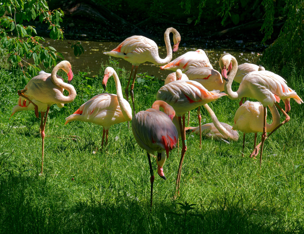 0621 - Flamingos by bob65