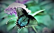 20th Jun 2021 - Butterfly on a lilac bush