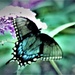 Butterfly on a lilac bush by vernabeth