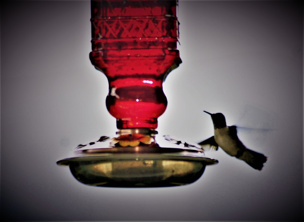 Hummingbird by vernabeth