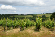 20th Jun 2021 - Loire's vineyards from the car