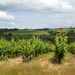 Loire's vineyards from the car by parisouailleurs