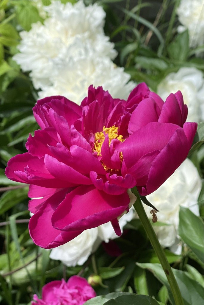 My Peonies are Open! by radiogirl