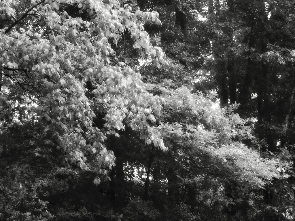 Box elder and red oak leaves... by marlboromaam