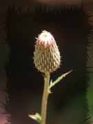 23rd Jun 2021 - Remember the thistle buds...