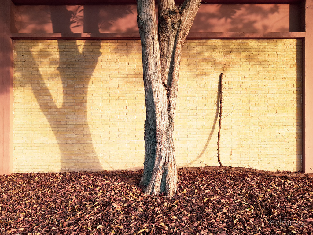 Tree and my shadow by clearday