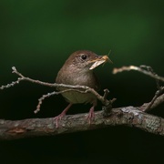 22nd Jun 2021 - House Wren special delivery