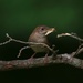 House Wren special delivery by berelaxed