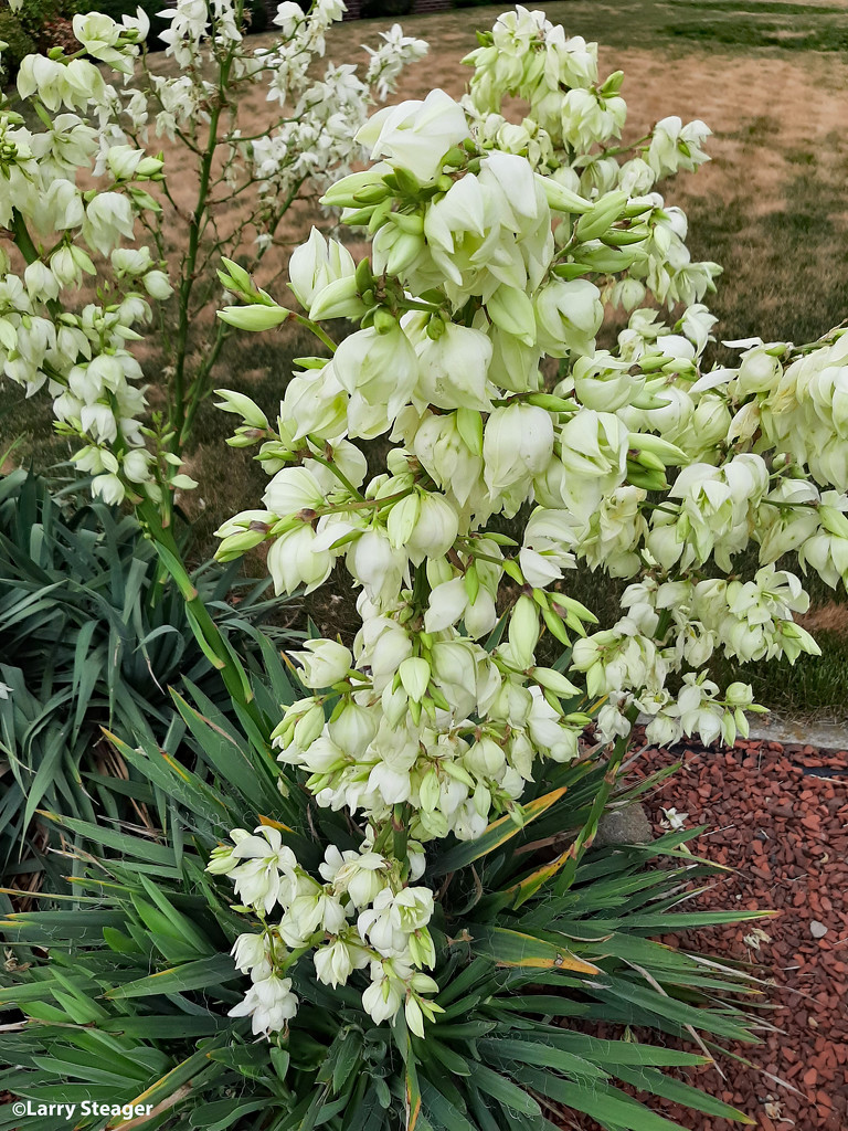 Light green-white flowers on Yucca by larrysphotos