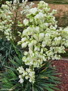 22nd Jun 2021 - Light green-white flowers on Yucca