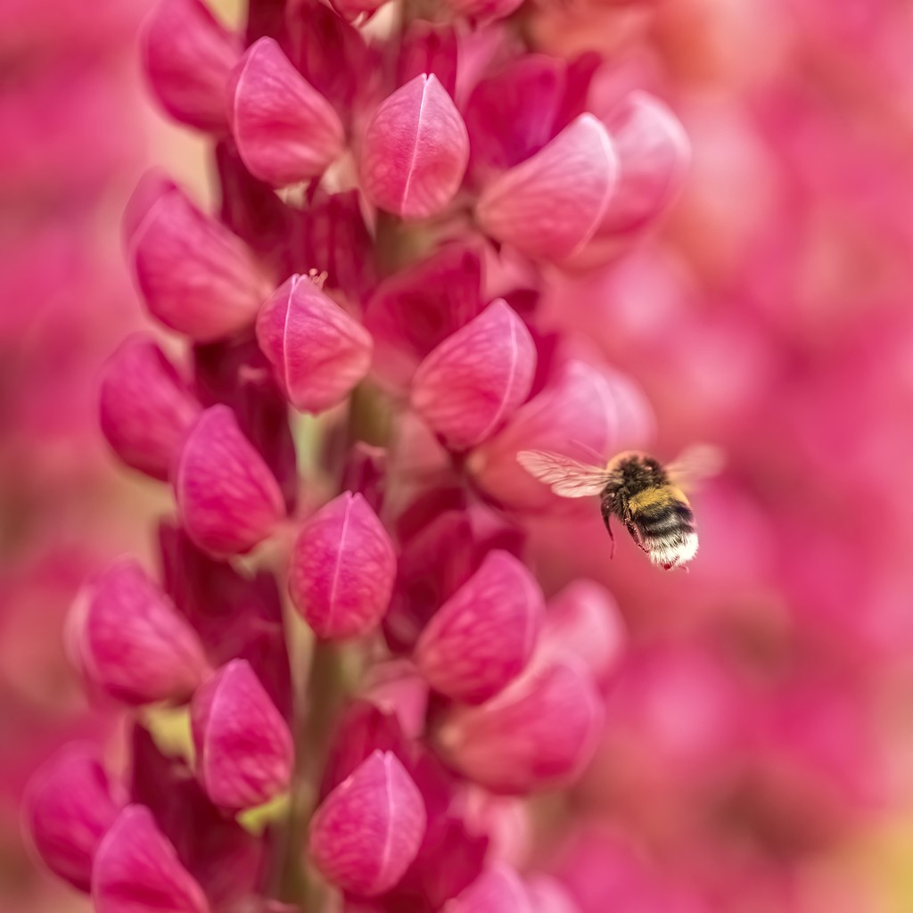 Bee and Lupin by shepherdmanswife