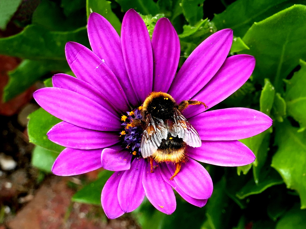 Pollination by gaf005