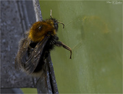 22nd Jun 2021 - Bumblebee Reflection