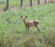 22nd Jun 2021 - Young #5: Deer