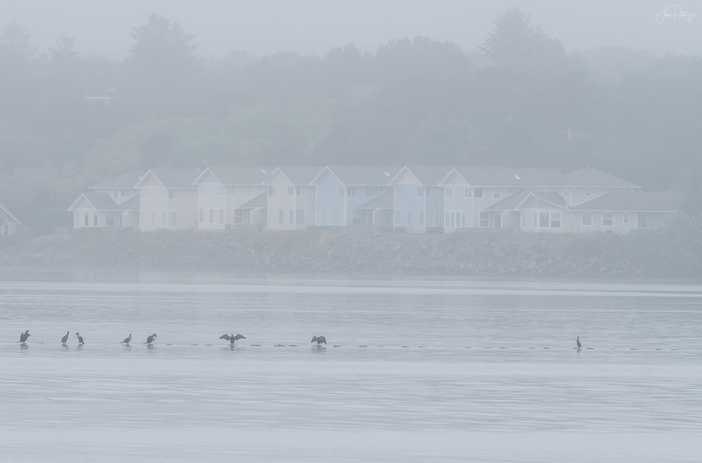 All In A Line In the Fog  by jgpittenger