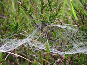 22nd Jun 2010 - Morning dew on a spiders web