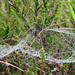 Morning dew on a spiders web by okvalle