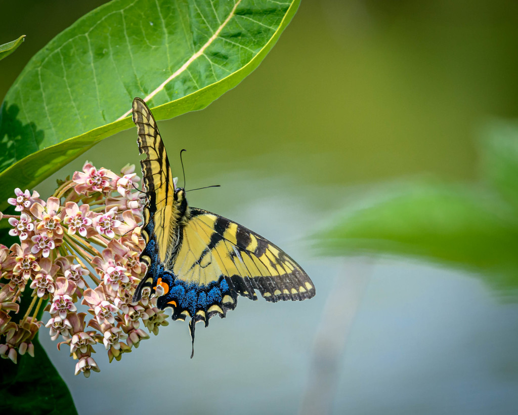 Swallowtail and Flower by marylandgirl58