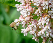 22nd Jun 2021 - The Pollinator