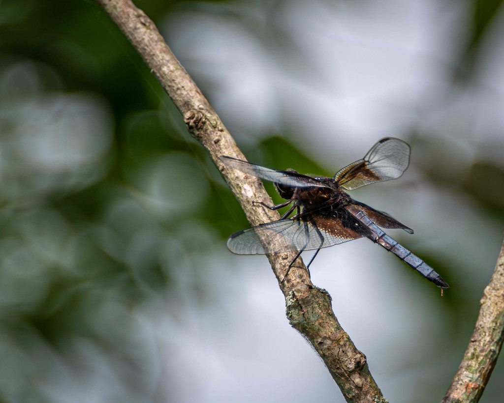 Dragonfly Resting by marylandgirl58