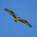 Osprey by cwbill