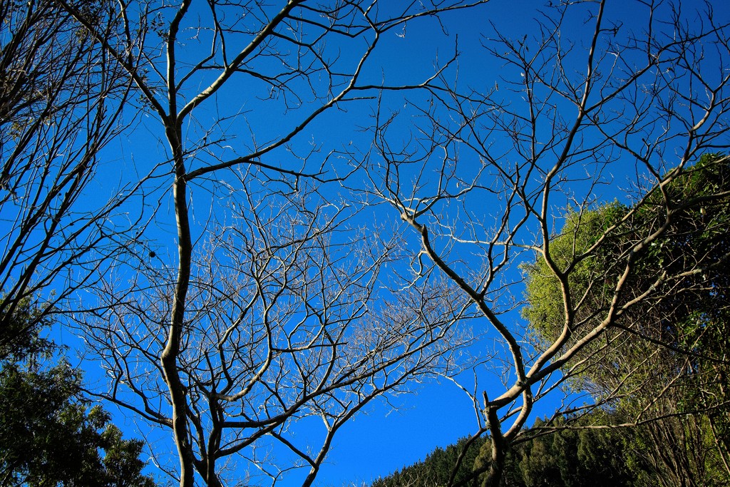 Trees of winter by kiwinanna