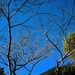 Trees of winter by kiwinanna