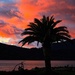 Sunset palm by kiwinanna