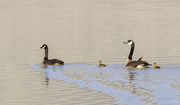 13th May 2021 - Canadian Goose Family 