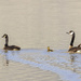 Canadian Goose Family  by jgpittenger