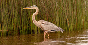 22nd Jun 2021 - Blue Heron Looking for it's Snack!