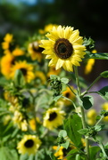 21st Jun 2021 - Sunflower