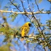 The Black masked Weaver by ludwigsdiana