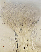 23rd Jun 2021 - Sand Tree