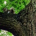 Squirrel Break. by teresahodgkinson