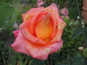23rd Jun 2021 - Roses are also orange-ish