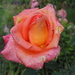 Roses are also orange-ish by monikozi