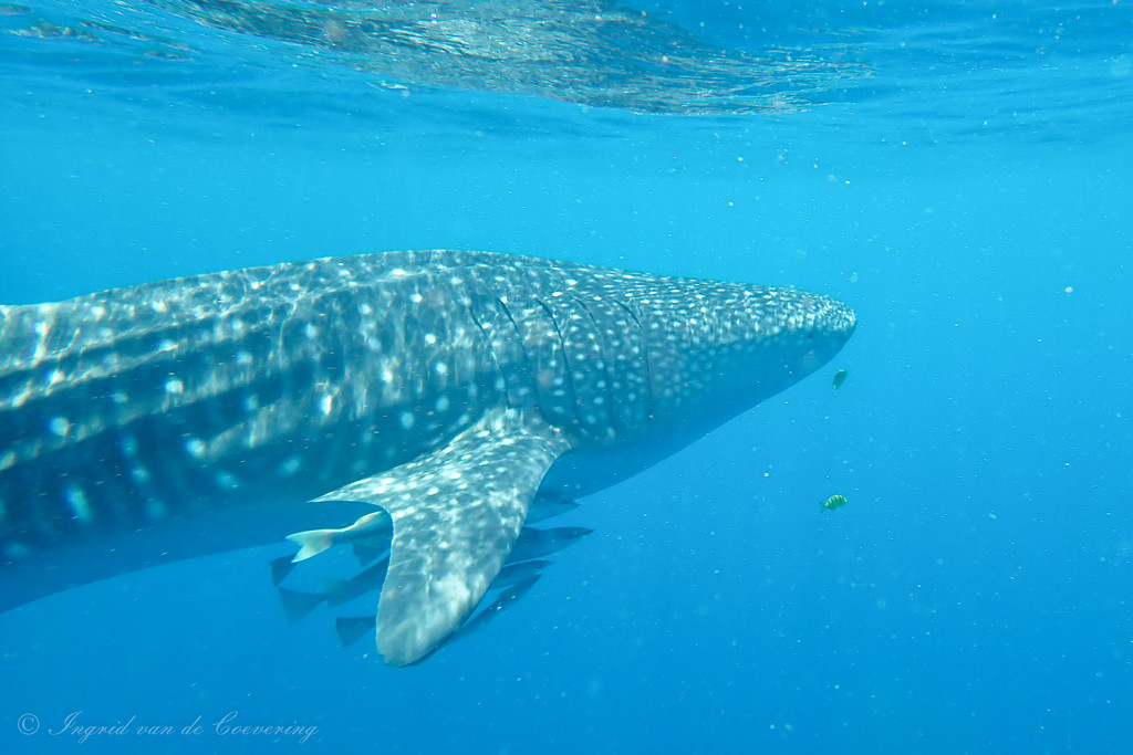 Another Whale Shark - from in the water by ingrid01