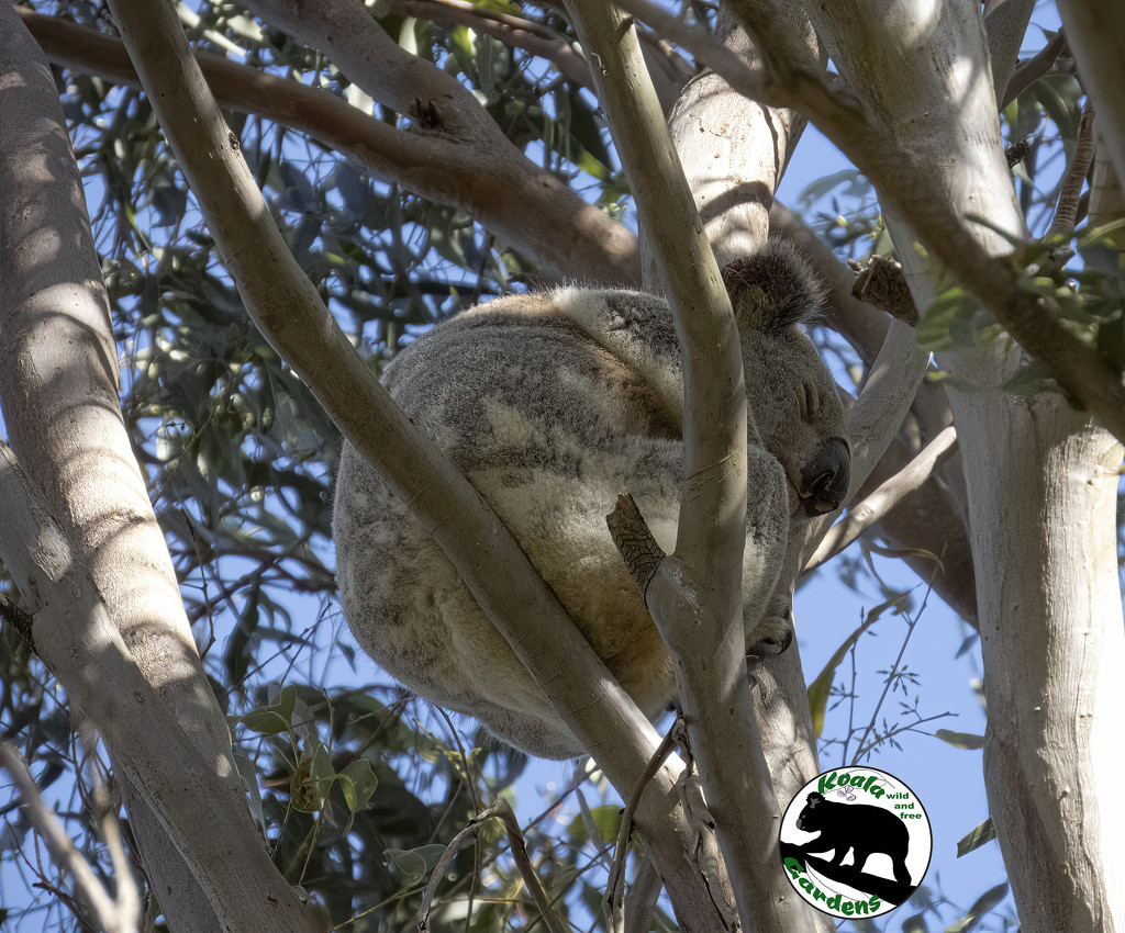 sleeping pretty by koalagardens