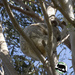 sleeping pretty by koalagardens