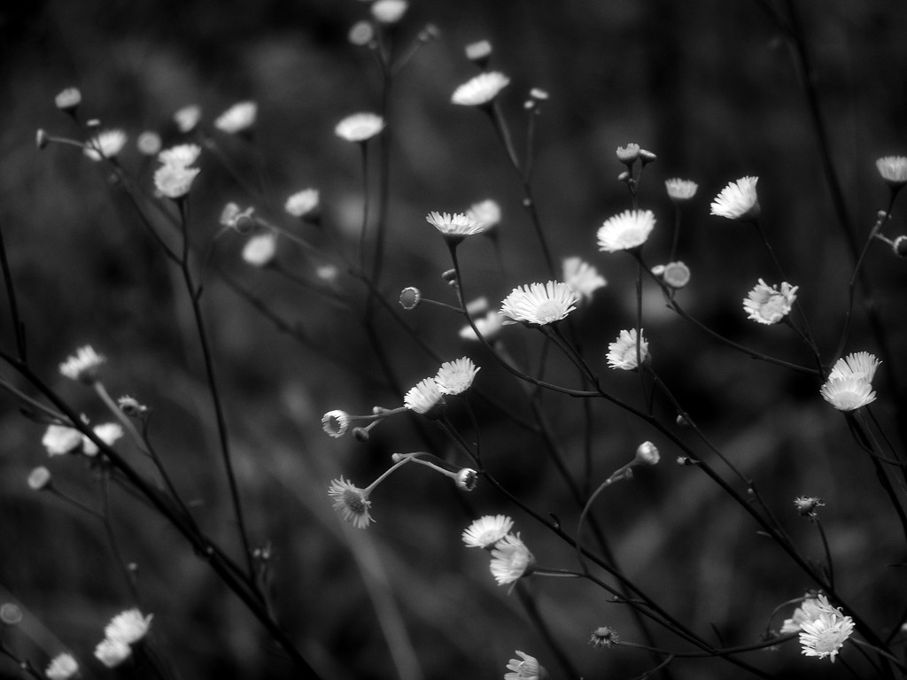 Fleabane... by marlboromaam