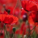 Resilience in a Field of Red by 30pics4jackiesdiamond