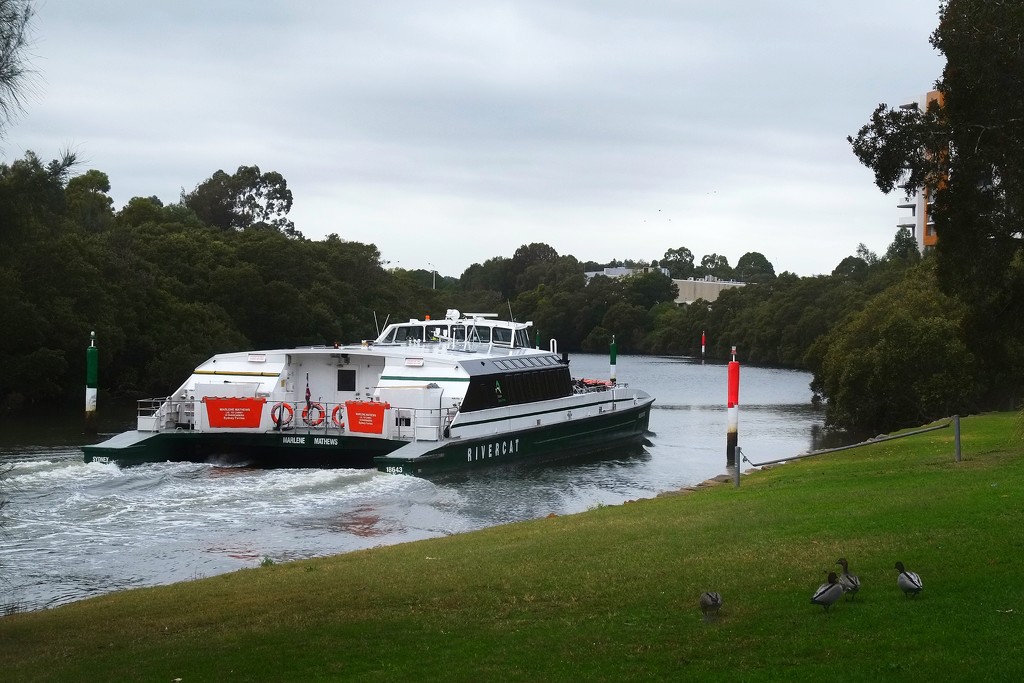 Narrow Parramatta River by johnfalconer