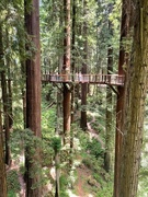21st Jun 2021 - Sequoia Park