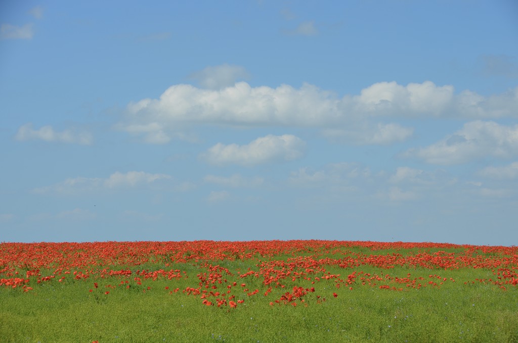 Poppies to the horizon and beyond. by wakelys