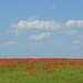 Poppies to the horizon and beyond. by wakelys