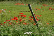 23rd Jun 2021 - Keep the poppies in and the people out.