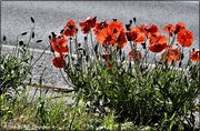 23rd Jun 2021 - Poppies by the roadside