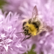 23rd Jun 2021 - Busy Bee
